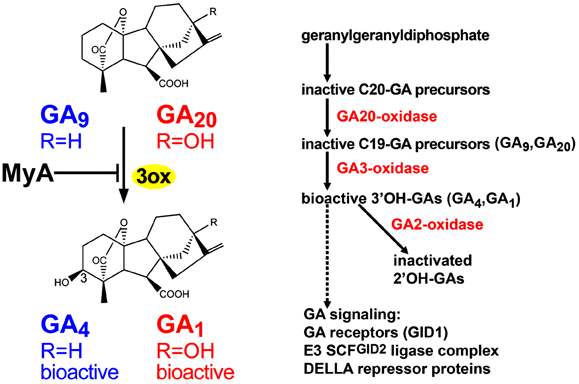 GA biosynthesis and signaling