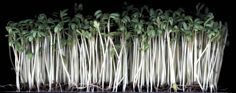 cress seedlings