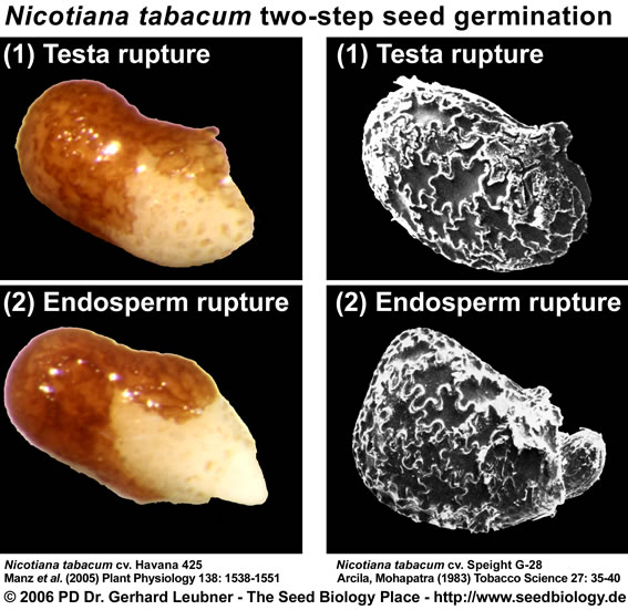 Nicotiana two-step germination