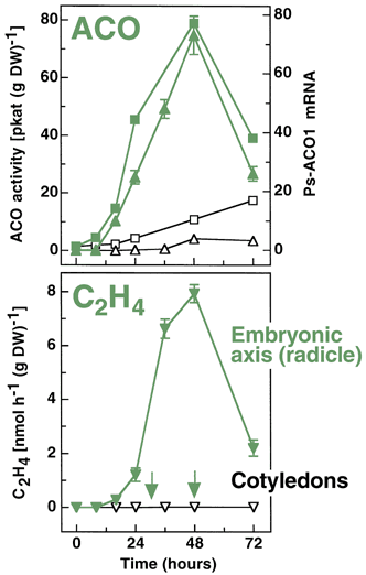 pea ethylene evolution