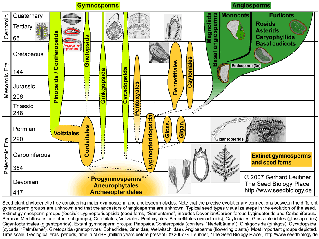 Gymnosperm and Angiosperm evolution