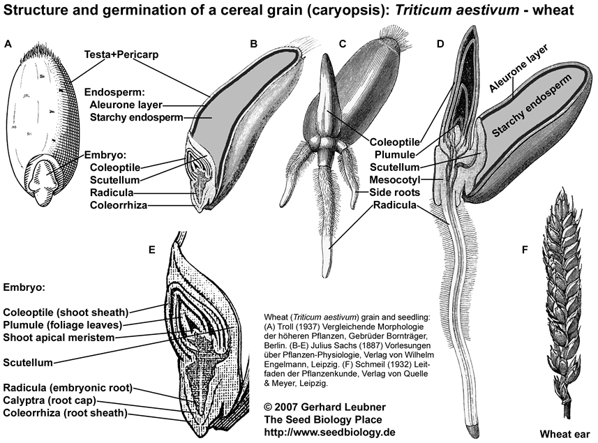 wheat caryopsis - Triticum aestivum